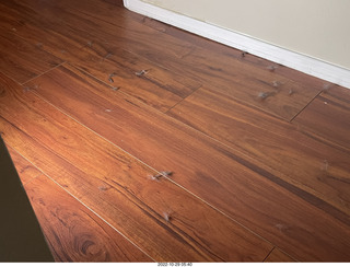 my cat Miss Pris in my dark bathroom