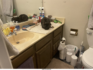 my cat Miss Pris in my dark bathroom