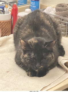 my cat Miss Pris in my dark bathroom