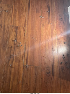 my cat Miss Pris in dark bathroom