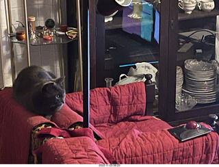 my cat Devin on my hifi chair