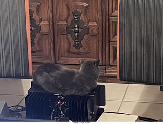 my cat Jane on my Eagle 2 amplifier