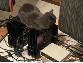 my cat Jane on my Eagle 2 amplifier