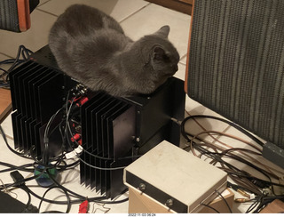 my cat Jane on my Eagle 2 amplifier