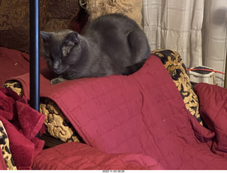 my cat Devin on my hifi chair