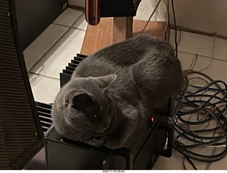 my cat Jane on my Eagle 2 amplifier