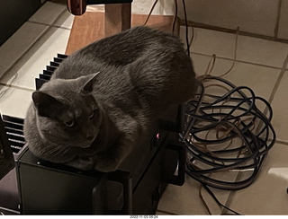 my cat Jane on my Eagle 2 amplifier