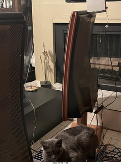 my cat Jane on my Eagle 2 amplifier behind my Quad ESL