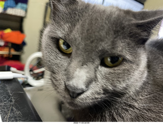 my cat Jane on my Eagle 2 amplifier