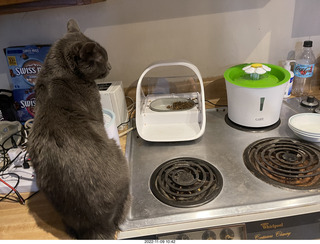 my cat Devin on the printer