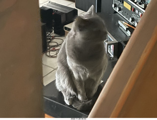 my cat Jane on my Eagle 2 amplifier