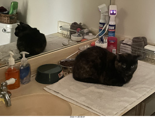 cat videos when Jane and Miss Pris fought