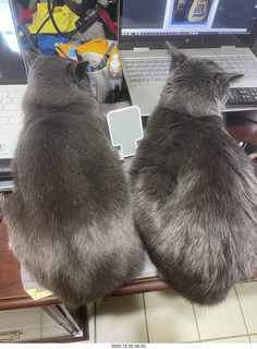 my cats Devin and Jane in my hifi room