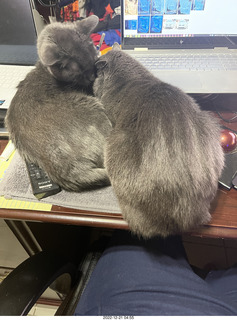 my cat Devin and the feeder, all gone on just one side