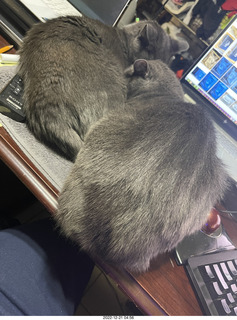 my cat Devin on my knick-knack shelf