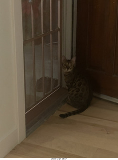 cat Pickle and watermelon