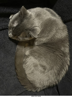 my cat Jane on my Eagle 2 amplifier behind my Quad ESL