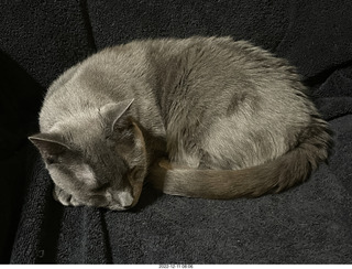 my cat Jane on my Eagle 2 amplifier behind my Quad ESL