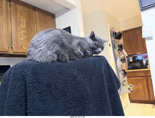 my cat Jane on my Eagle 2 amplifier next to my Quad ESL