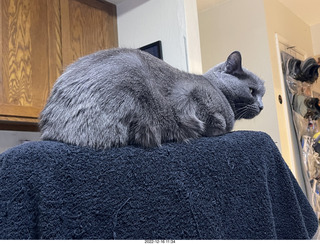 my cat Jane on my Eagle 2 amplifier between my Quad ESLs