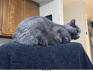 my cat Jane on a chair