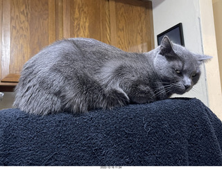 close-up of my cat Jane