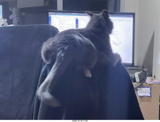 my cat Jane on my turntable in a hifi picture