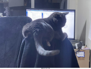 my cat Jane on a chair