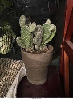 Happy  Birthday to me! Lovely small cactus plant