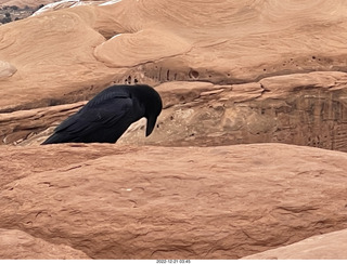 142 a1n. Arches National Park - Delicate Arch area + raven