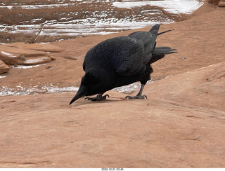 159 a1n. Arches National Park - Delicate Arch area + raven