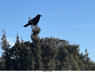 127 a1n. Utah - Canyonlands - raven