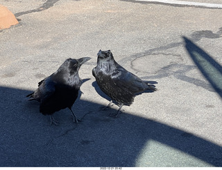 133 a1n. Utah - Canyonlands - ravens