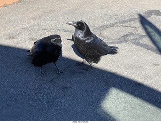 136 a1n. Utah - Canyonlands - ravens