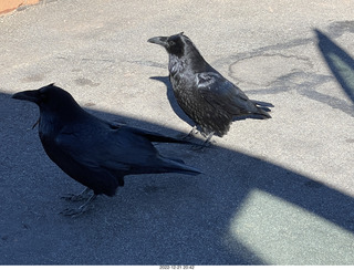 137 a1n. Utah - Canyonlands - ravens