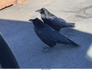 139 a1n. Utah - Canyonlands - ravens