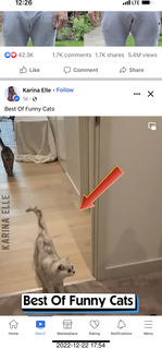 287 a1n. Facebook - best of funny cats