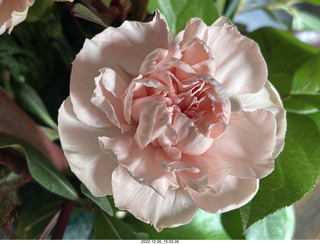 Happy  Birthday to me! Lovely small cactus plant