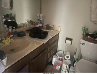 my cat Miss Pris in her safe space