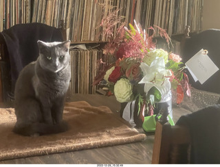 my cat Jane on my middle-room table with floral arrangement