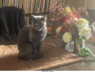 my cat Jane on my middle-room table with floral arrangement