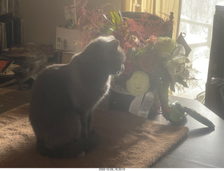 my cat Jane on my middle-room table with floral arrangement