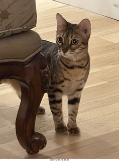 cat Pickle and watermelon