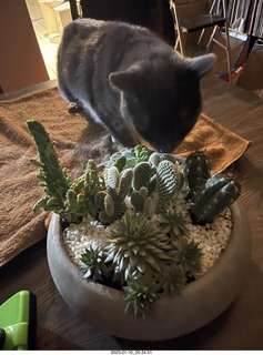 my cat Jane explores the cactus arrangement