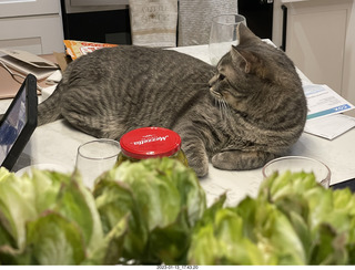 green flowers and cat Potato