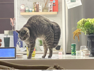 cat Potato - still handsome