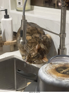 cat Pickle drinking from sink faucet