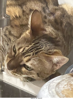 cat Pickle drinking from sink faucet