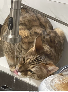 cat Pickle with flash