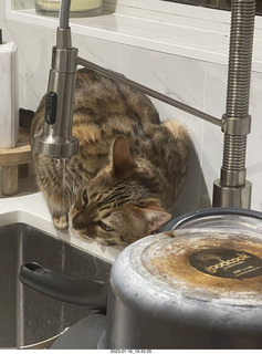 cat Pickle without flash